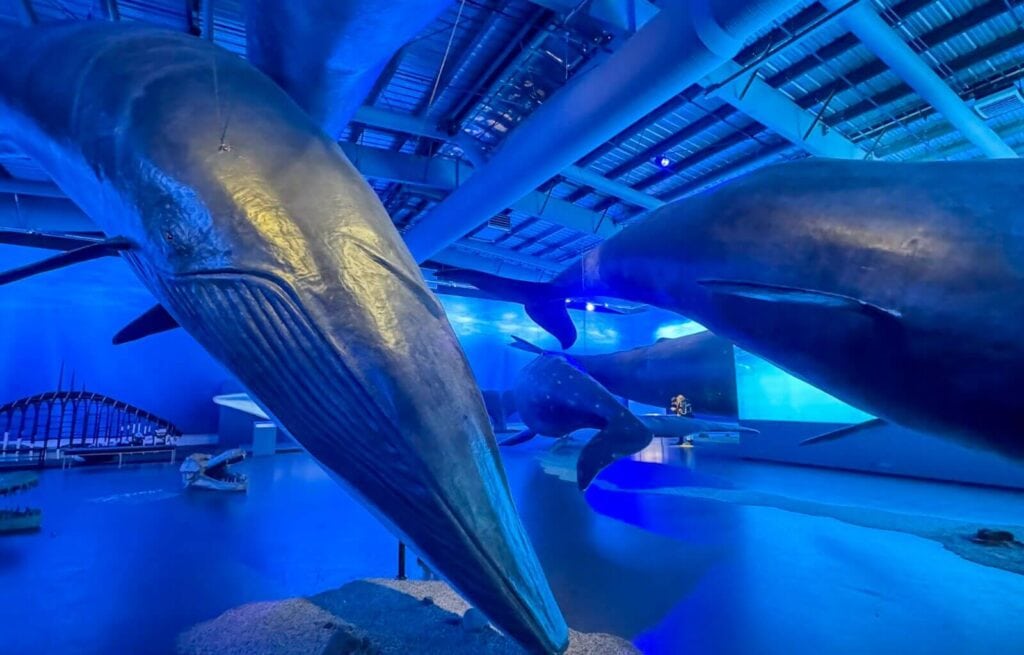 Large whale sculptures displayed indoors under blue lighting at an aquarium or museum.