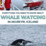 WHALE WATCHING IN AKUREYRI