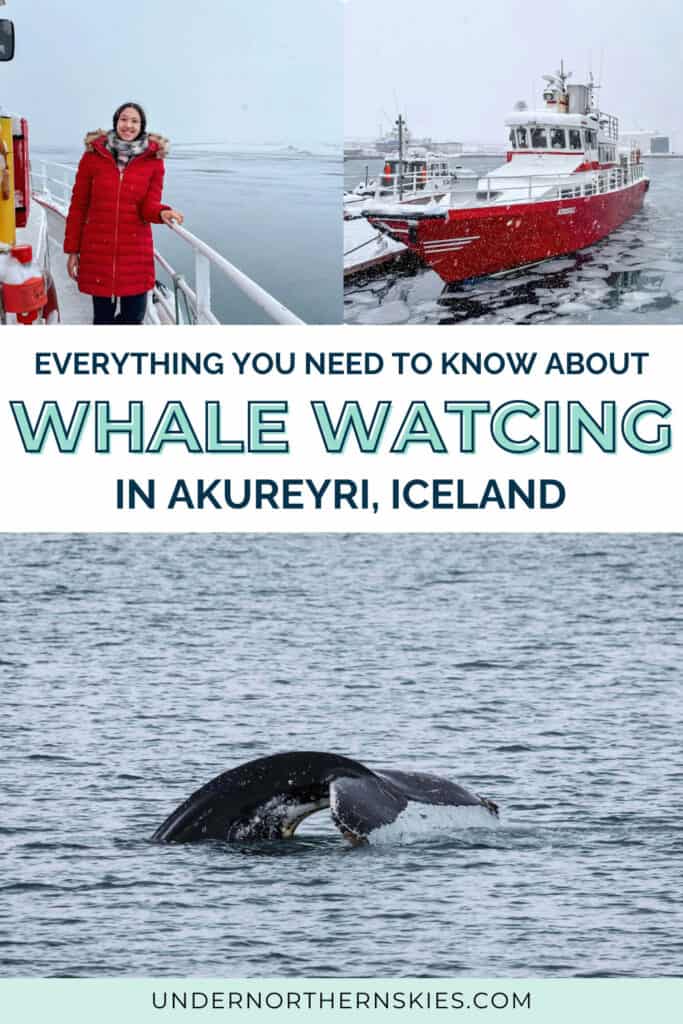 WHALE WATCHING IN AKUREYRI