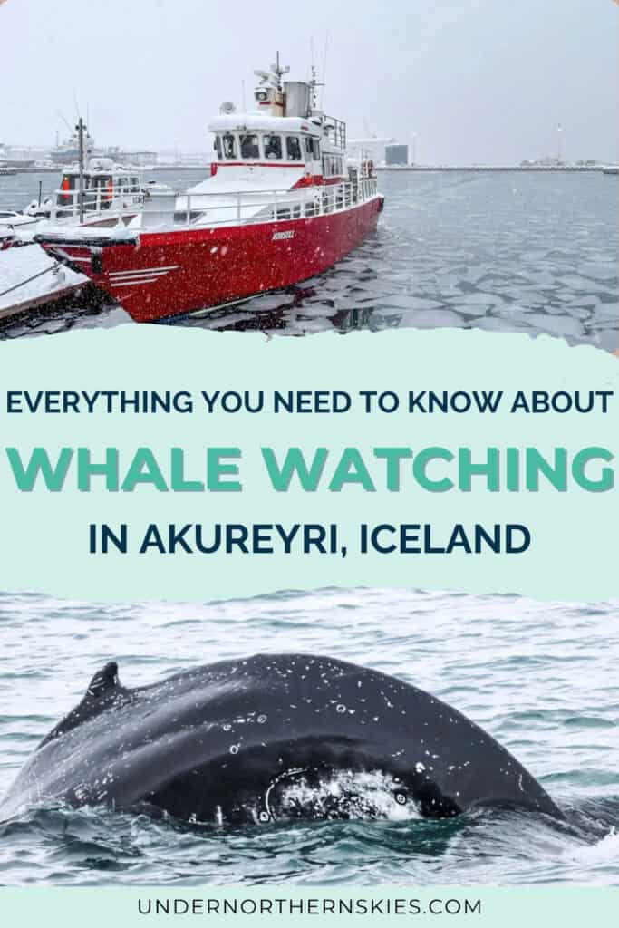 WHALE WATCHING IN AKUREYRI