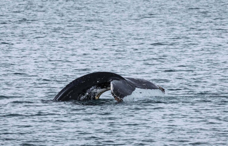 Whale Watching in Akureyri, Iceland - header image