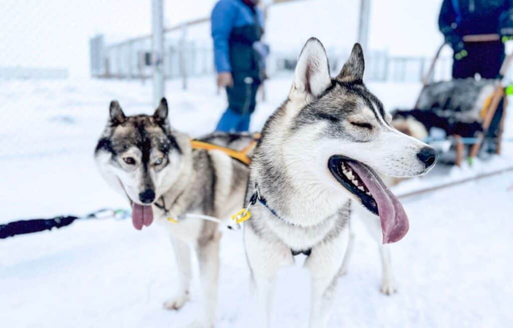 Husky sledding in Iceland