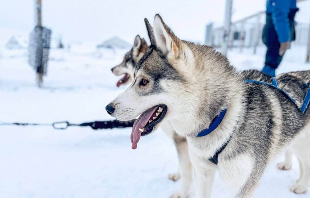 Dog sledding in Akureyri was one of the best things we did during our 3 days in Akureyri