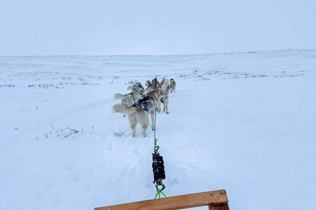 Our husky sledding ride