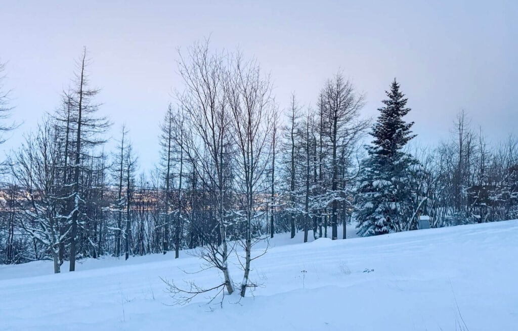 Snow-covered trees and a gentle slope in a winter landscape under a pale sky.