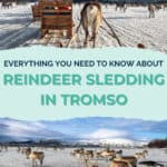 Reindeer pulling a sled across snowy landscape with other reindeer in the background.