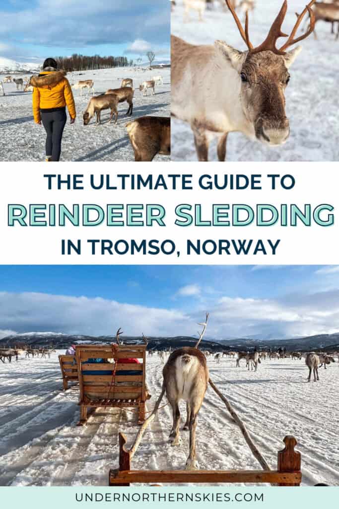 REINDEER SLEDDING IN TROMSO