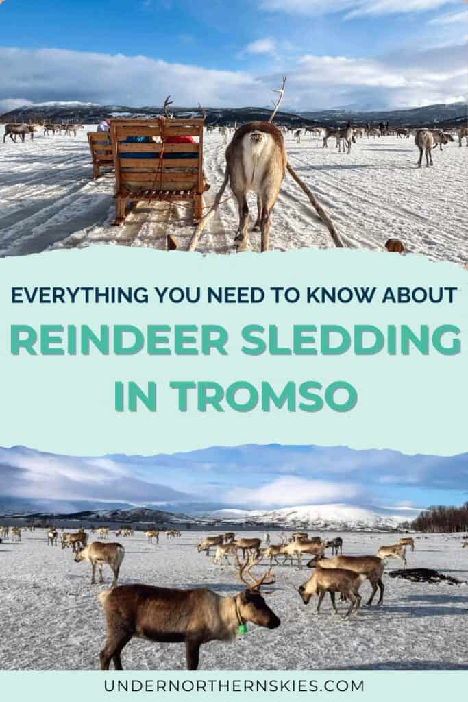 REINDEER SLEDDING IN TROMSO