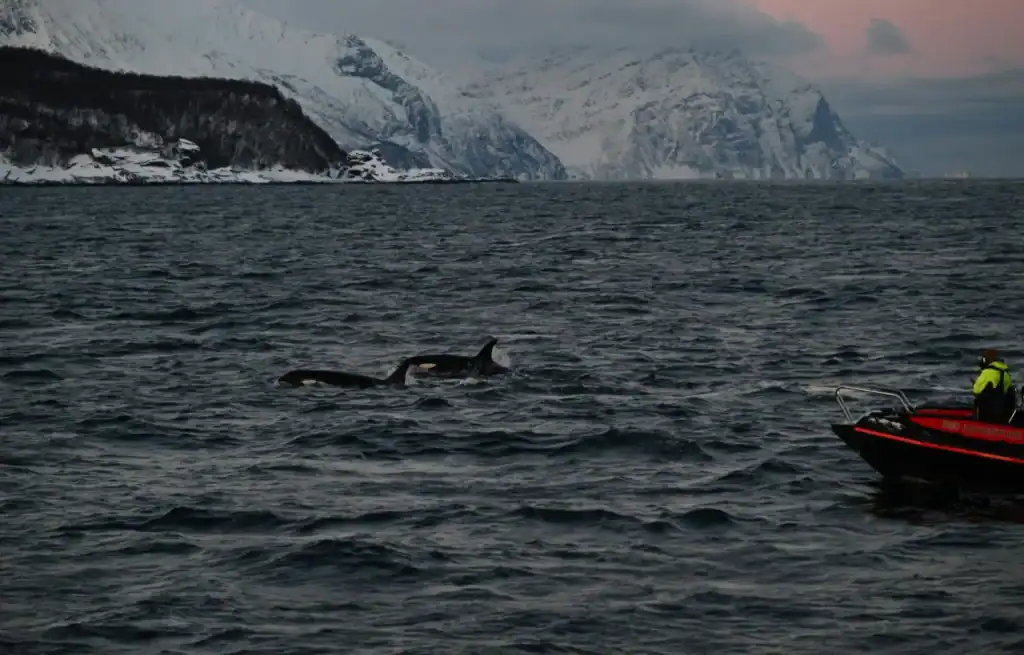 Whale watching is one of the best things to do in Trosmo in winter