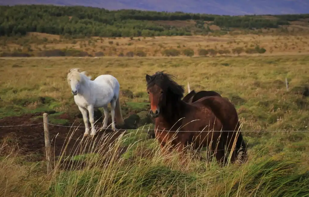 Two horses, one white and one brown, grazing in a grassy field with a fence and rolling hills in the background.