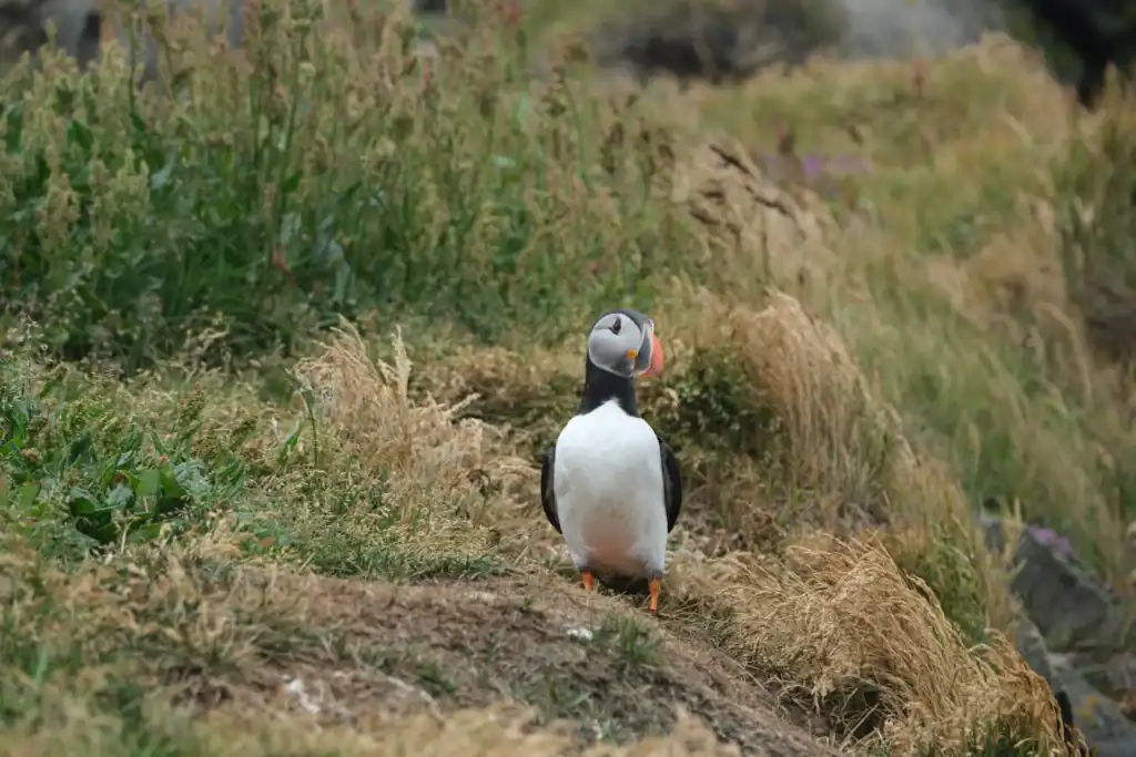 Atlantic puffin standing on a grassy coastal hillside, with tall wild grass and soft greenery surrounding it. The puffin’s black and white feathers and bright orange beak stand out against the muted natural landscape.